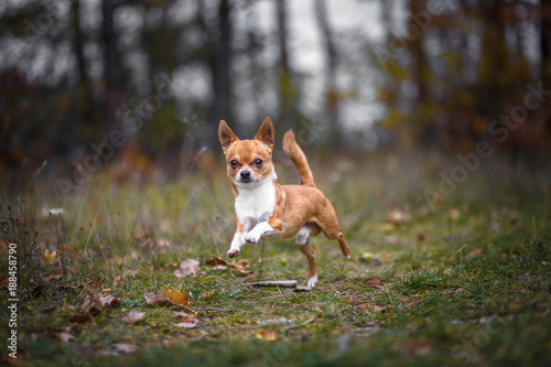 Cute Chihuahua