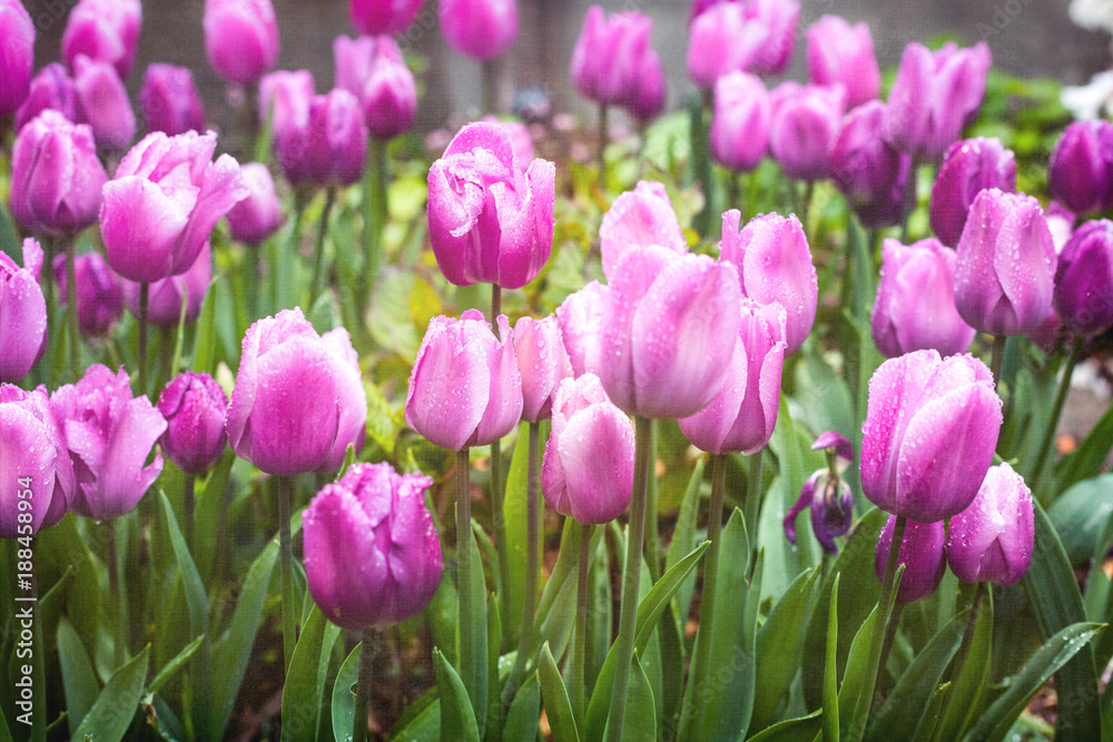 Purple tulips mass planting