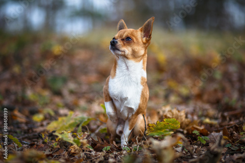 Cute Chihuahua