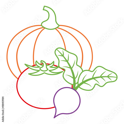 pumpkin tomato and beet vegetables fresh vector illustration