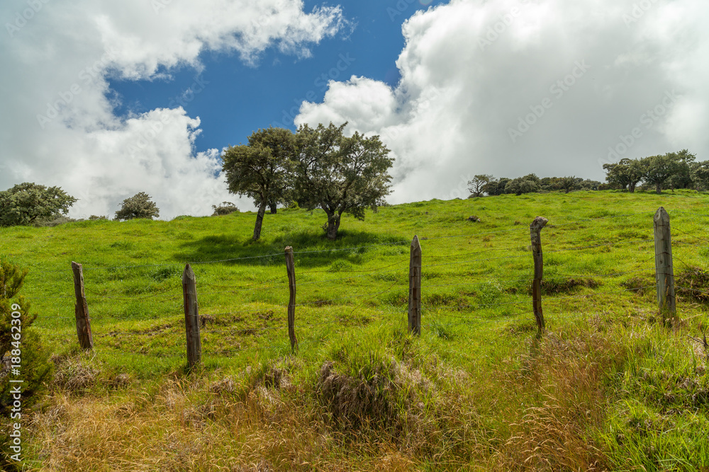 Lush green pasture with old barb wire fence on Reunion Island