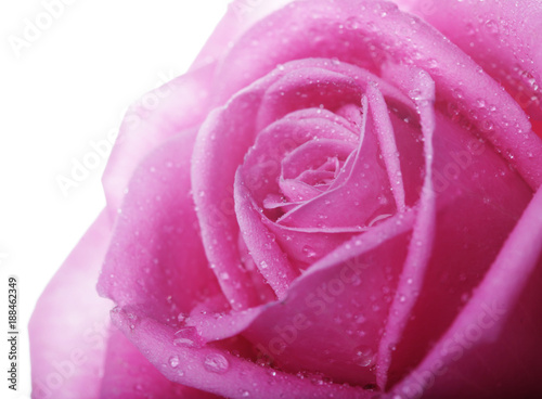 rose with water drops close up 