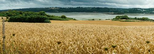 Panoramic view of a golden field of wheat in Brittany