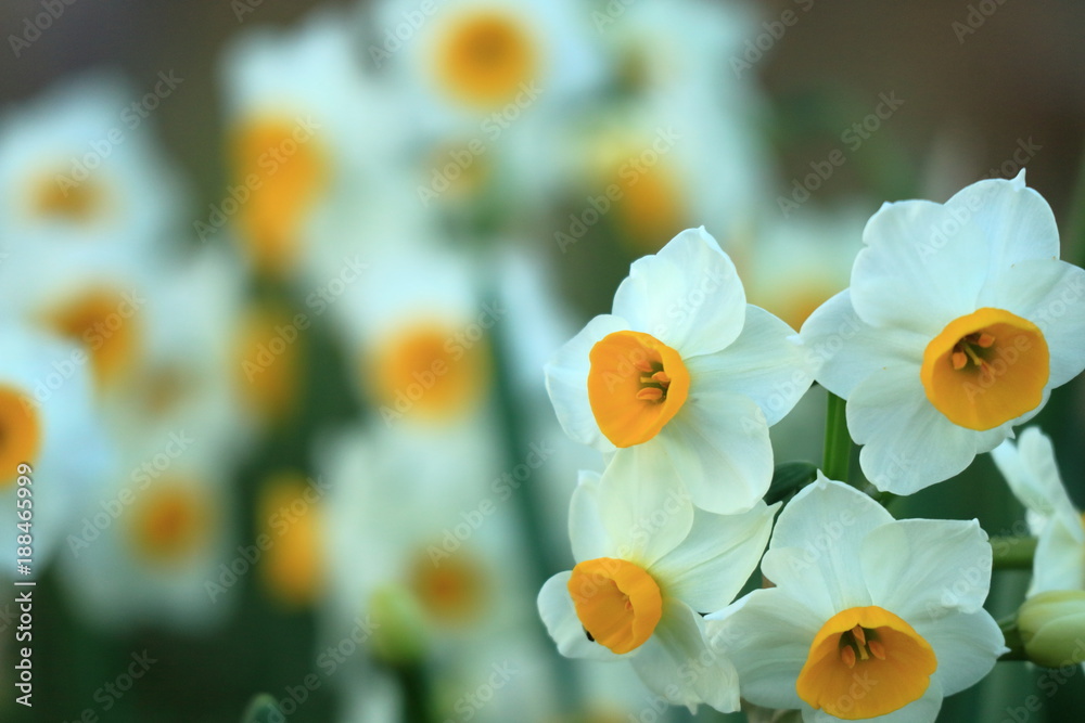 水仙の花