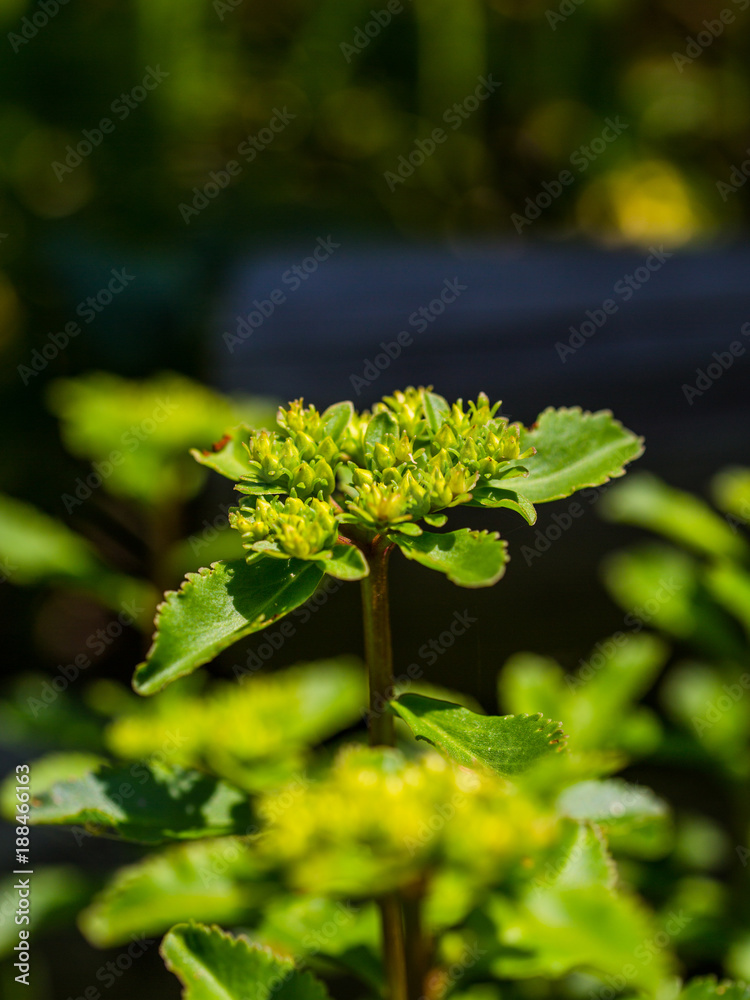 Geumdaebong Wild Flower Garden Geumdaebong Wild Flower Garden