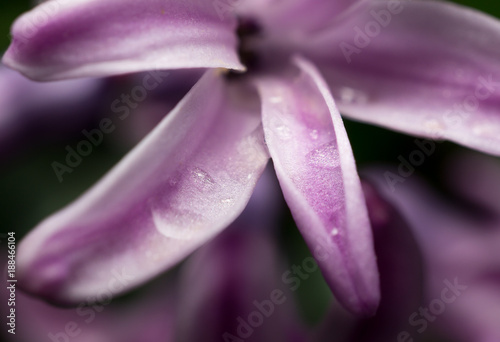Macro view of violet hyacinth  flower petals with rain drops on them