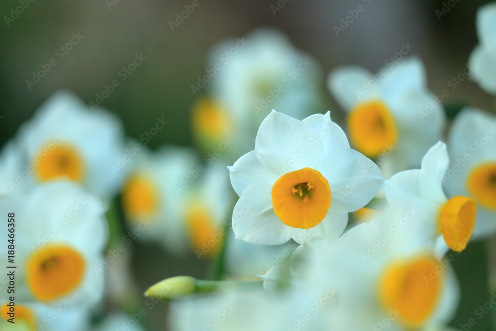 スイセンの花