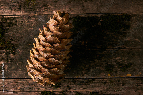 Pine cone on old wooden background covered with moss