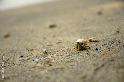 Hermit Crab walking on the beach.
