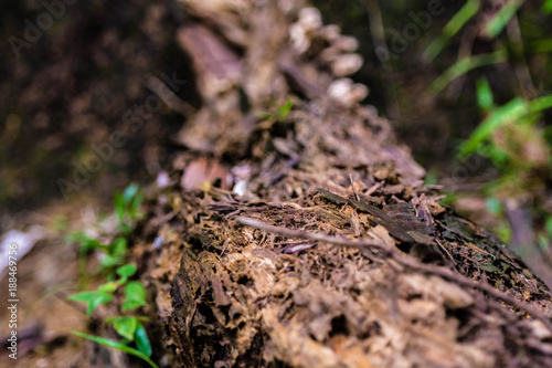 Photography Close up of a fallen and decaying old branch on the forest floor