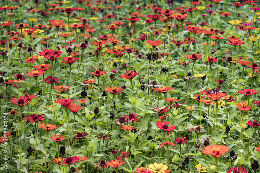 Orange, Yellow, and Red Zinnia Field with Butterflies in Nicaragua