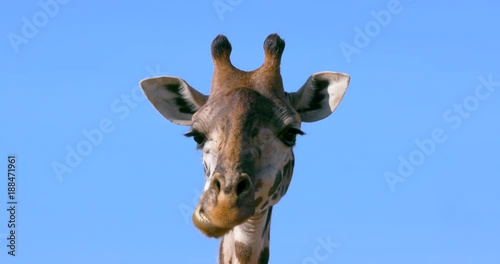 Masai Giraffe Chewing The Cud; Maasai Mara 7 Sept 16 Am; Maasai Mara, Kenya, Africa