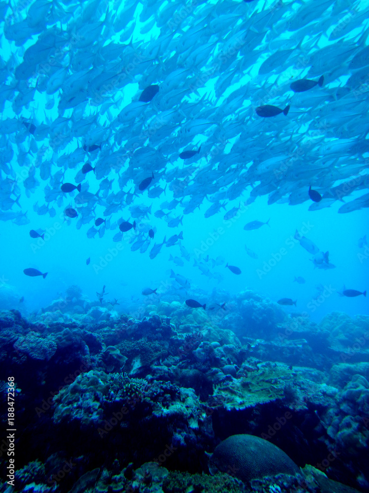 Big school of fishes, Bigeye trevally, Palau, Ocean Pacific