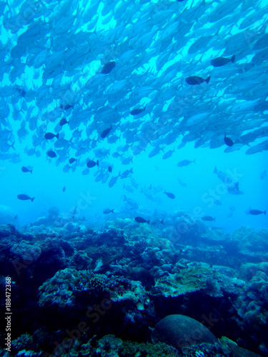 Big school of fishes  Bigeye trevally  Palau  Ocean Pacific