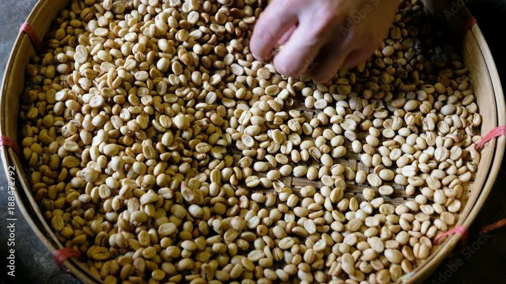 Hand sorting out some green raw coffee beans. Coffee organic Hand sorting out some green raw coffee beans. Coffee organic