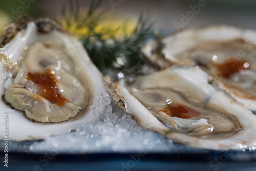 Oyster Plates