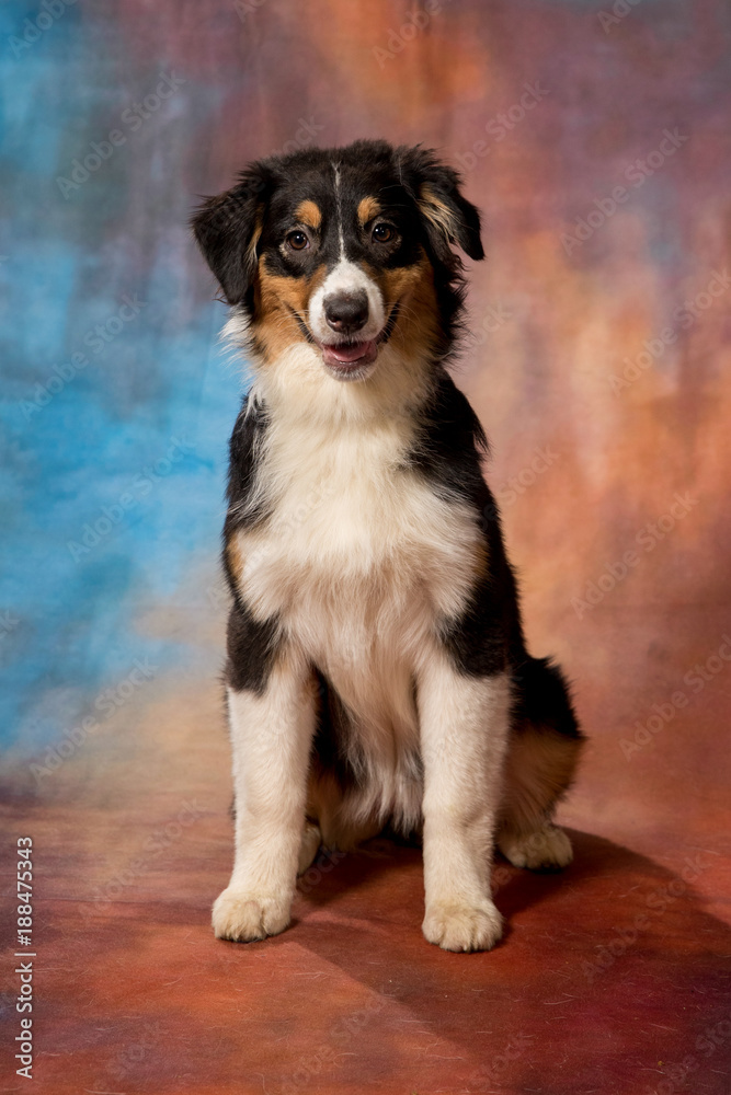 Fototapeta premium Australian Shepherd