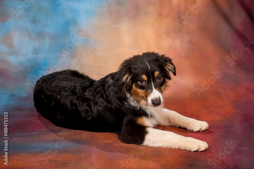 Australian Shepherd