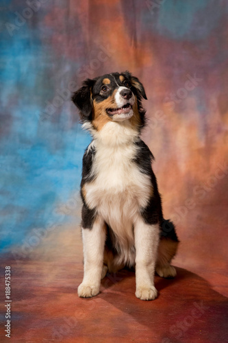 Australian Shepherd