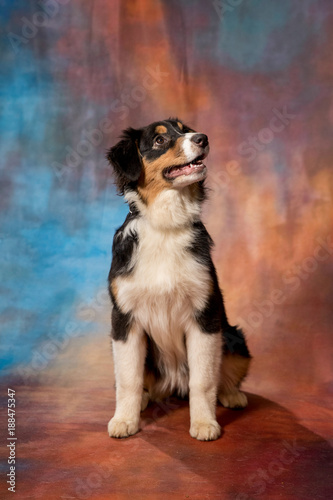 Australian Shepherd