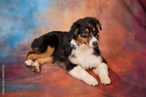 Australian Shepherd