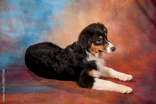 Australian Shepherd