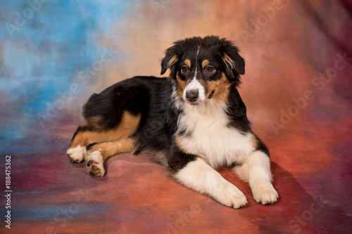 Australian Shepherd