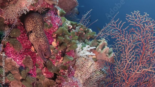 Yellow-edged moray eel (Gymnothorax flavimarginatus) in the tropical colouful pinkcoral reef, WAKATOBI, Indonesia, slow motion photo