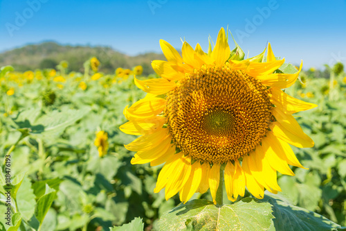 Yellow Sunflower in field