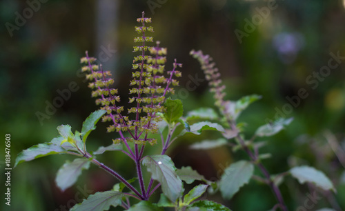 Holy Basil