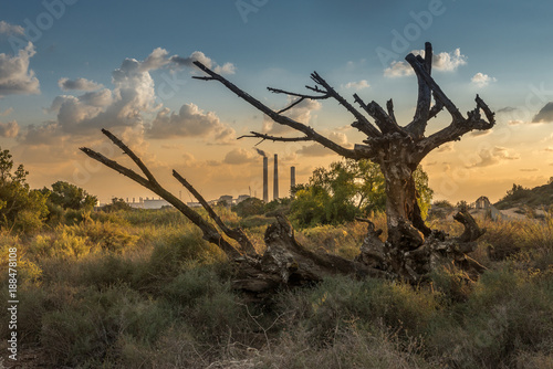 An old withered tree against the background of the power plant's pipes. Israel.
