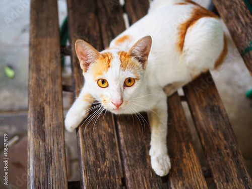 Yellow eyes healthy white clean fur slender Thai local stray cat lying on old wooden bench, looking with frightening, going to stand up and escape, close up top view