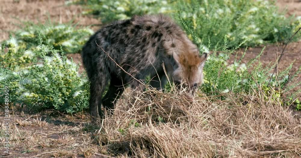 Young Spotted Hyena Walking; Maasai Mara 3rd September; Maasai Mara, Kenya, Africa