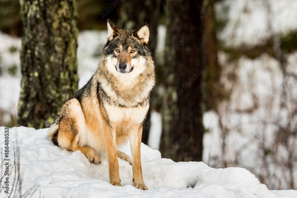 Naklejka premium Gray wolf, Canis lupus, sitting and looking in camera with snow and forest in the background.