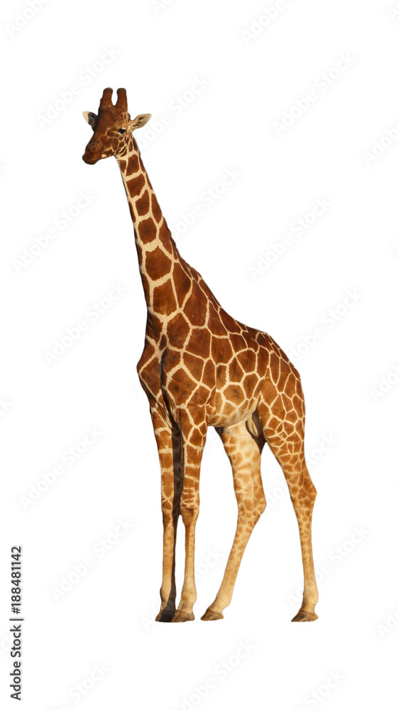 Fototapeta premium Reticulated Giraffe isolated on white background