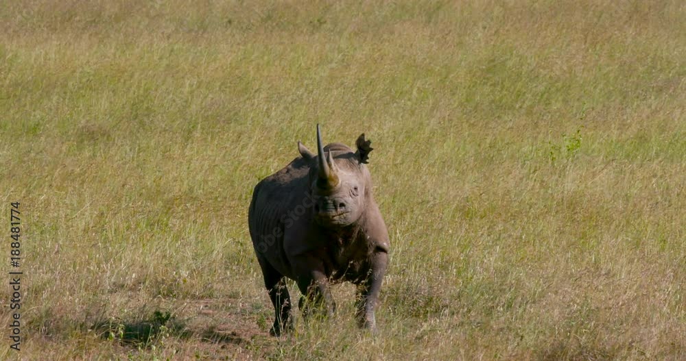 Black Rhino Walking In Long Grass; Nairobi National Park; Nairobi, Kenya, Africa Black Rhino Walking In Long Grass; Nairobi National Park; Nairobi, Kenya, Africa