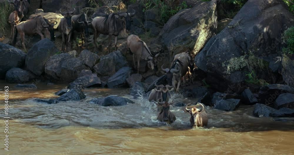 Blue Wildebeest Crossing Mara River; Maasai Mara 8th September 2016; Maasai Mara, Kenya, Africa Blue Wildebeest Crossing Mara River; Maasai Mara 8th September 2016; Maasai Mara, Kenya, Africa