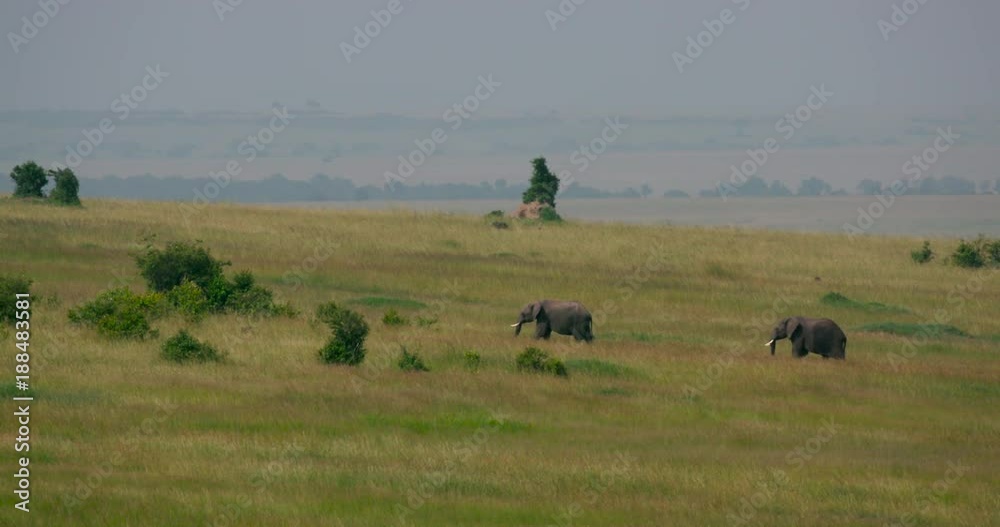 2 Elephants Walking; Maasai Mara Day 2; Maasai Mara, Kenya, Africa 2 Elephants Walking; Maasai Mara Day 2; Maasai Mara, Kenya, Africa