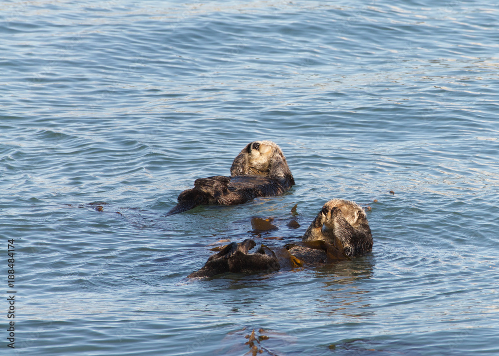 California Sea Otters grooming and playing in shallow ocean waters close to shore. Sea otters spend much of their time grooming. When eating, sea otters roll in the water frequently. California Sea Otters grooming and playing in shallow ocean waters close to shore. Sea otters spend much of their time grooming. When eating, sea otters roll in the water frequently.
