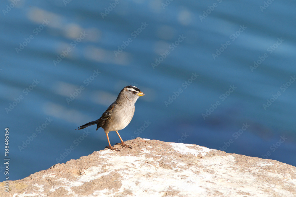 Sparrow standing on a rock, water in background. A small passerine birds, also known as true sparrows, or Old World sparrows, names also used for a particular genus of the family, Passer Sparrow standing on a rock, water in background. A small passerine birds, also known as true sparrows, or Old World sparrows, names also used for a particular genus of the family, Passer