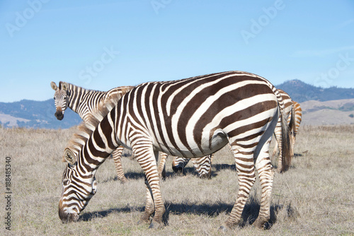 zebras  adults and baby walking eating in drought parched wilderness. Zebras are generally social animals that live in small harems to large herds and have never been truly domesticated.