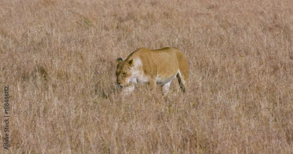 Lioness Walking In Long Grass; Maasai Mara 6 Sept Am; Maasai Mara, Kenya, Africa Lioness Walking In Long Grass; Maasai Mara 6 Sept Am; Maasai Mara, Kenya, Africa