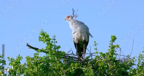 Secretarybird On Nest; Maasai Mara Day 5; Maasai Mara, Kenya, Africa