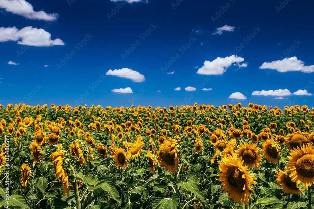 Fototapeta premium Sunflowers, Nobby, Queensland