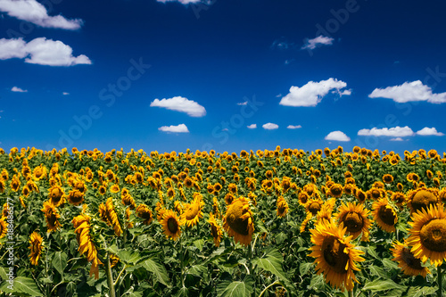 Fototapeta Naklejka Na Ścianę i Meble -  Sunflowers, Nobby, Queensland