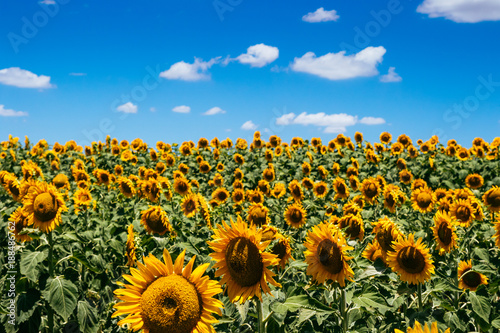 Fototapeta Naklejka Na Ścianę i Meble -  Sunflowers, Nobby, Queensland