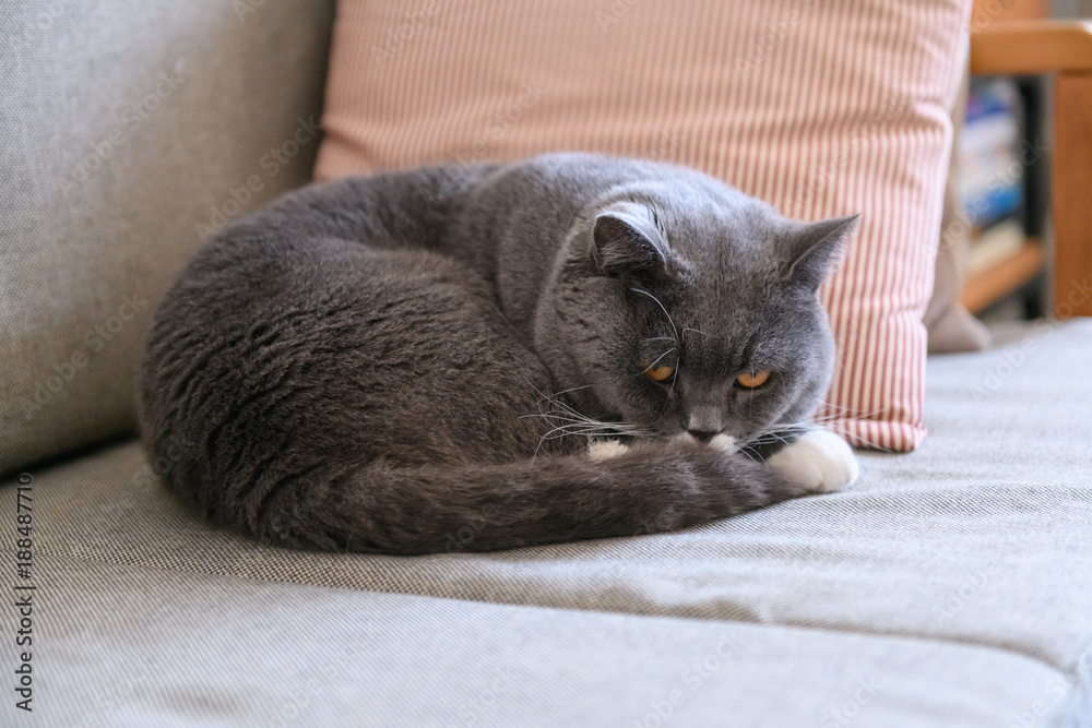 The grey cat sleeps on the couch