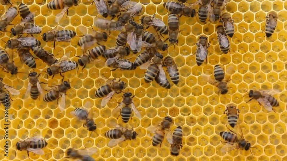 Bees complete work on creating honeycombs Bees complete work on creating honeycombs