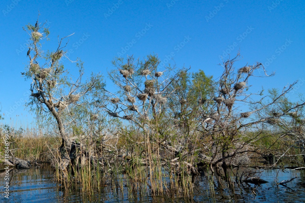 Great cormorant (Phalacrocorax carbo) Great cormorant (Phalacrocorax carbo)