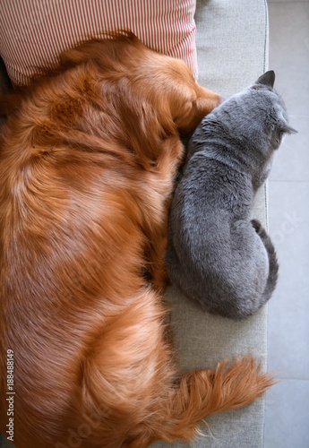 Golden Retriever sleeps with the cat